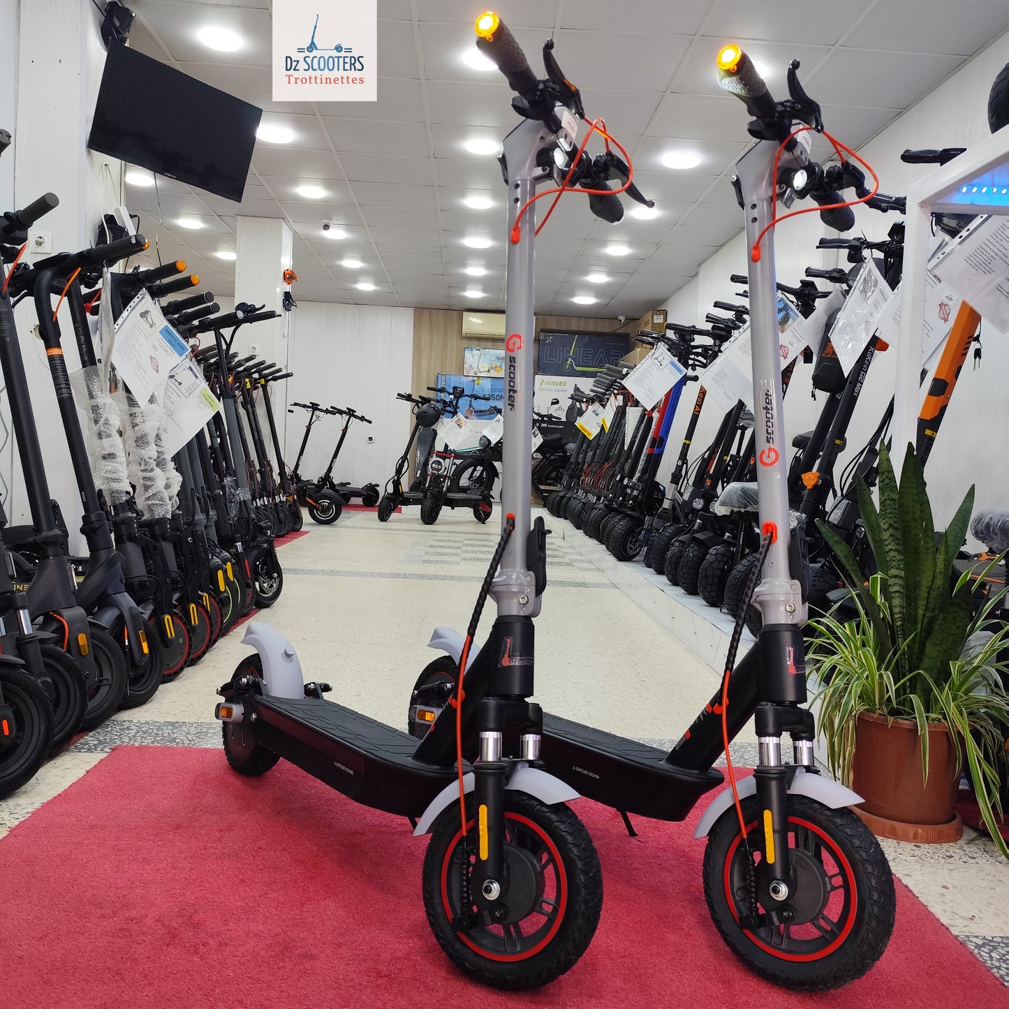 Trottinette Électrique Trotinette G-SCOOTER GS 5 Pro i Promotion!